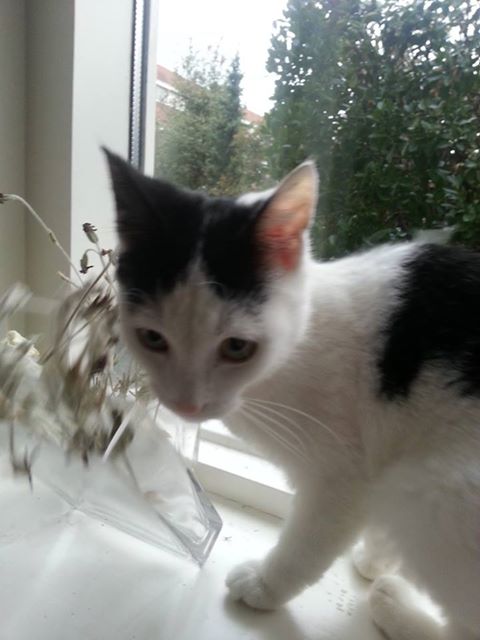 1235341_444715035649315_1134144558_n