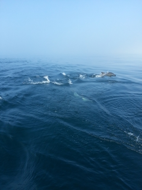 20130823_113317 (480x640)