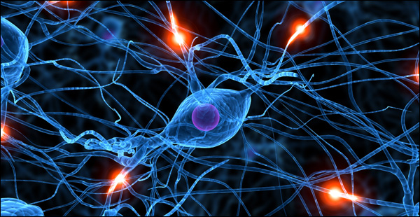 synapses