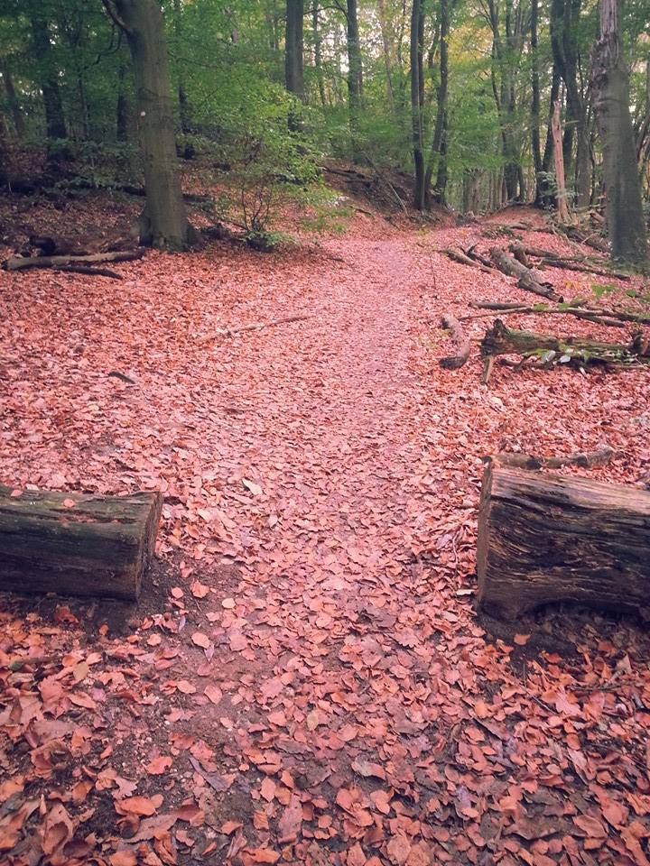 20141026 Een rolstoelvriendelijk bos