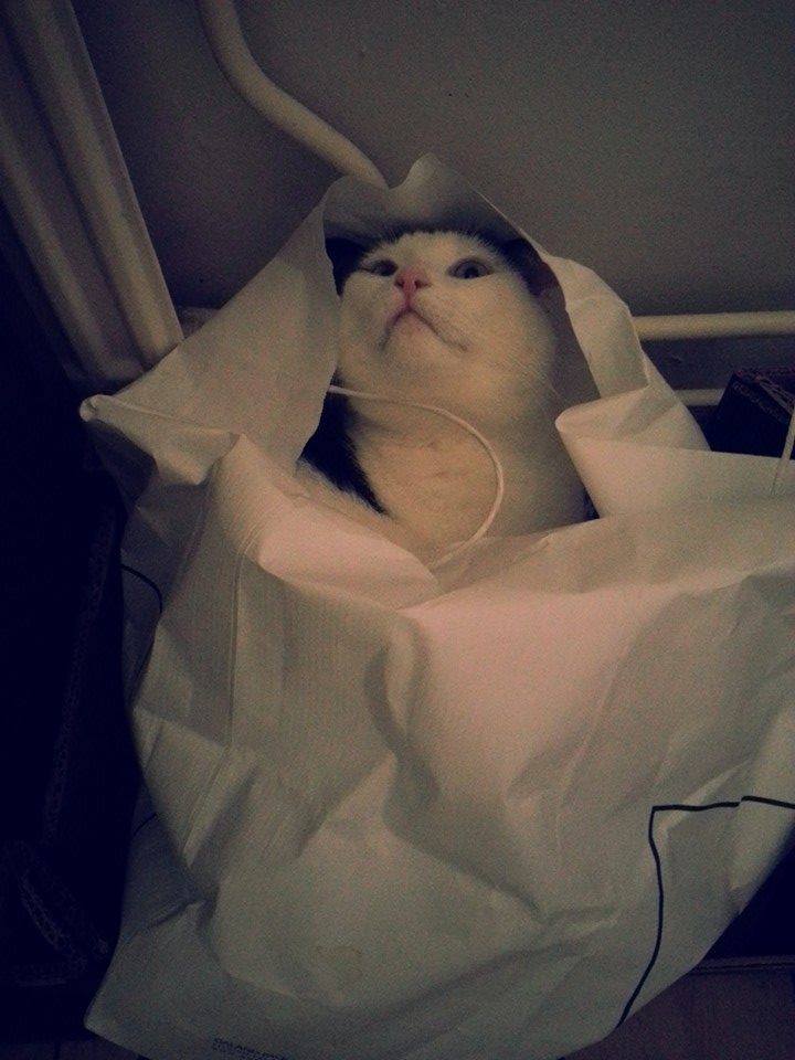 20141106 Zo af te halen een kat in de zak