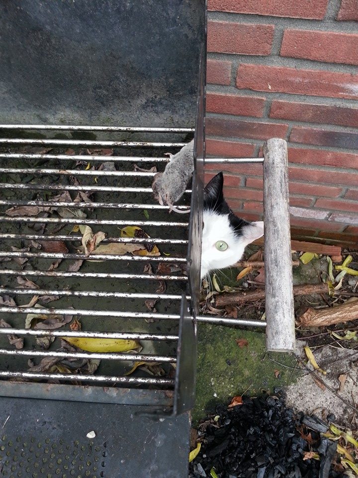 20141129 Iemand heeft zin in een barbecue