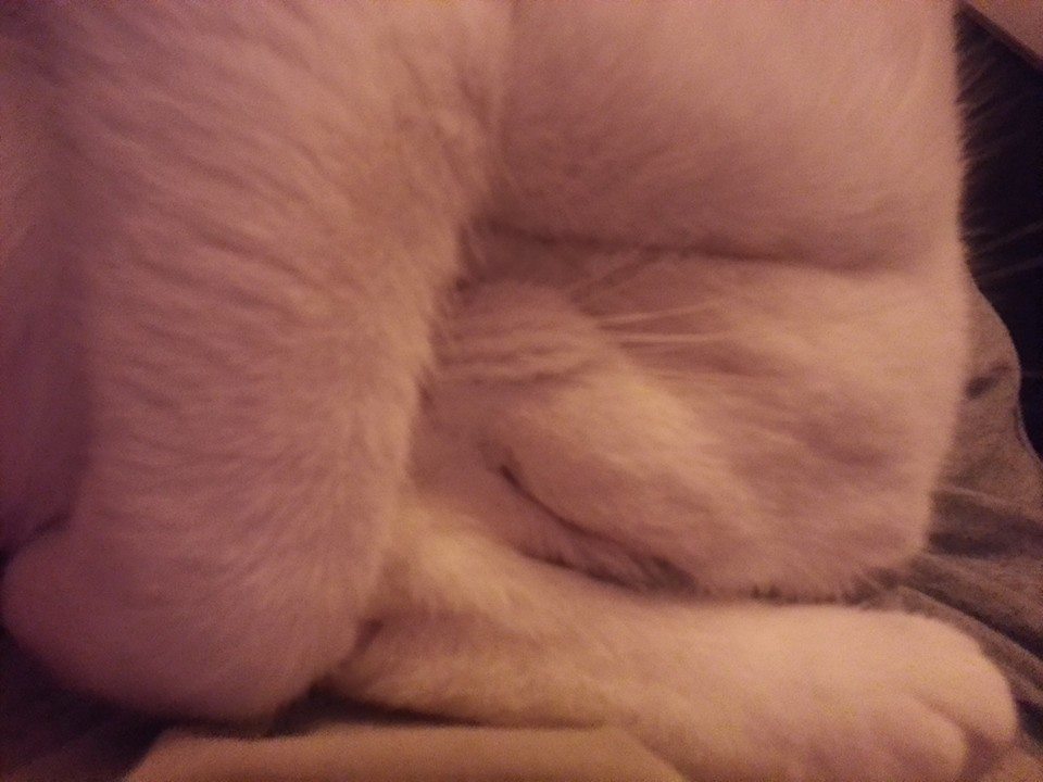 20141222 Broes heeft het kubisme ontdekt