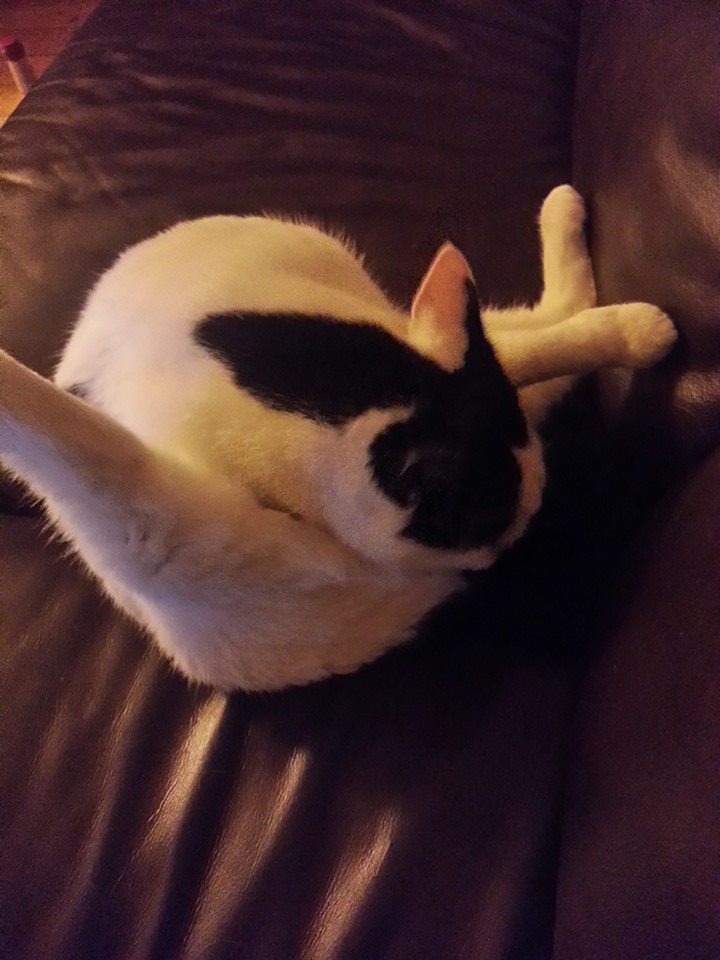 20150109 Ik blijf erbij als wij mensen dit ook konden was er minder oorlog