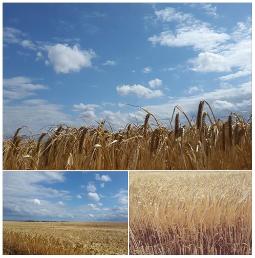 20150725 La France double