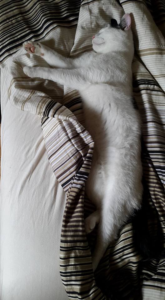 20150804 Broes de labbekan poes