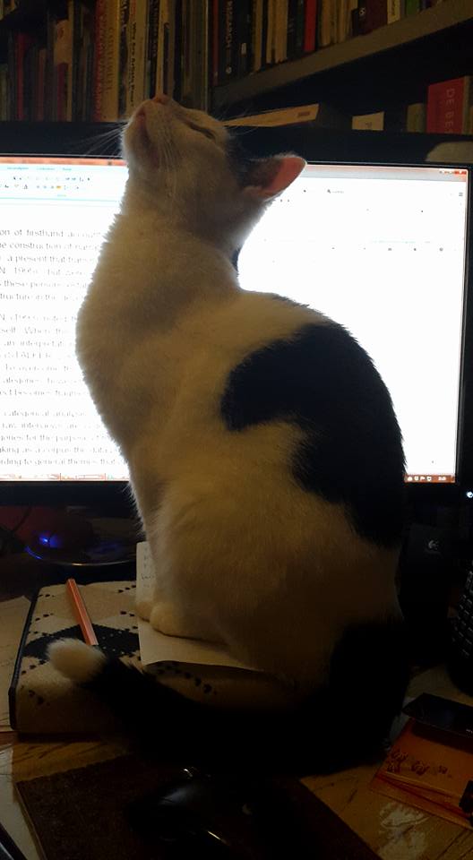 20150818 Lone wolf just ate a swan