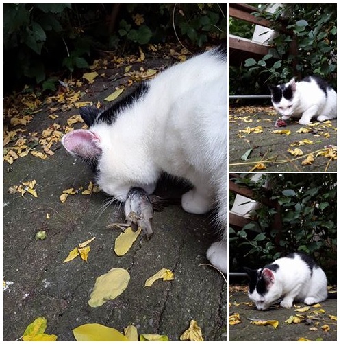 20150828 Nee Broes MusSERT waren we tegen niet musSEN