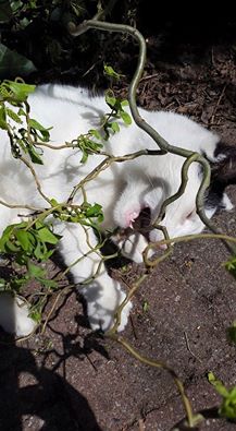 20150422 1 Niet erg plantaardig