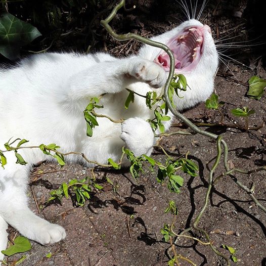 20150422 Sinds ze van Duette buffo di due gatti heeft gehoord