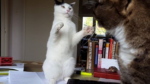 20150508 1 Het is vrijdag en we dansen de samba