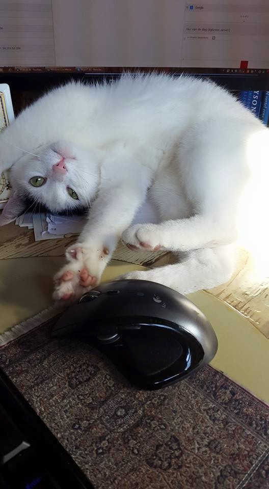 20150515 1 Kat en muis