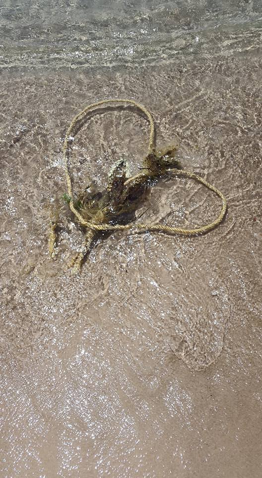 20150519 Sea of Love