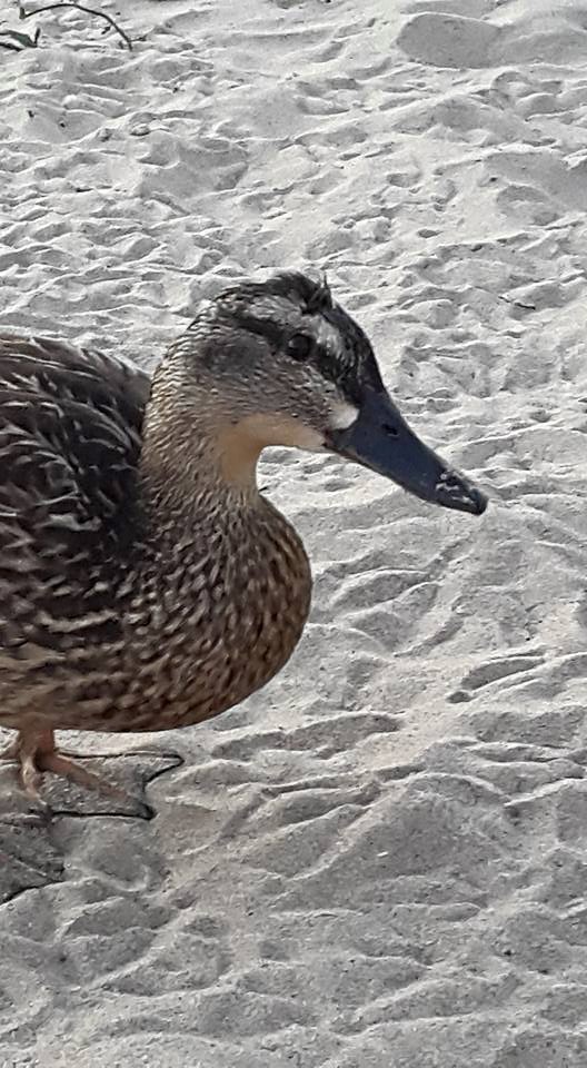 20150604 Duckfacebook