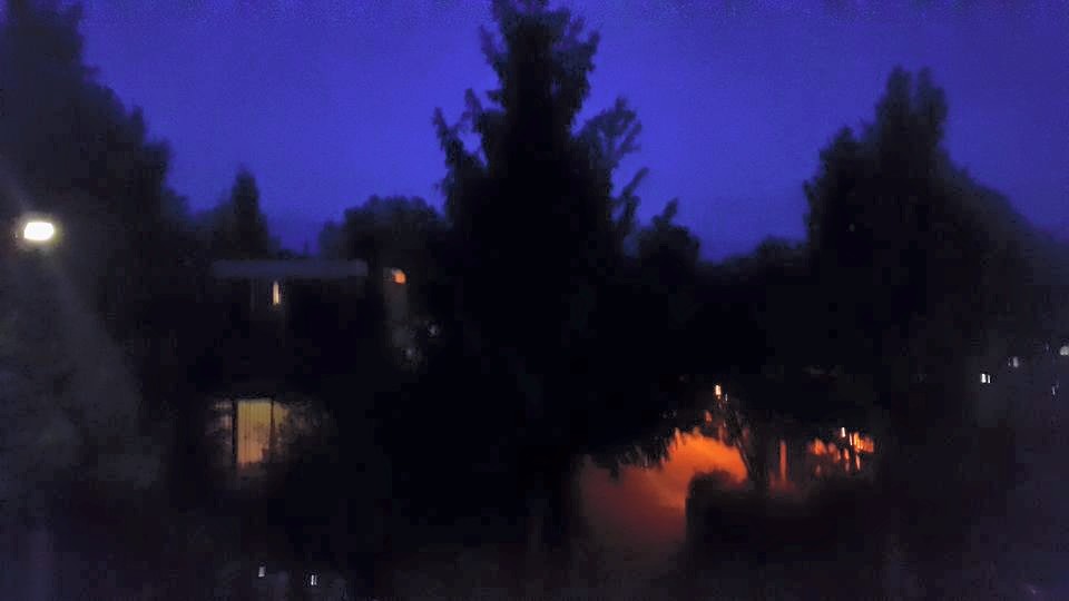 20150625 Little Orange Terrier