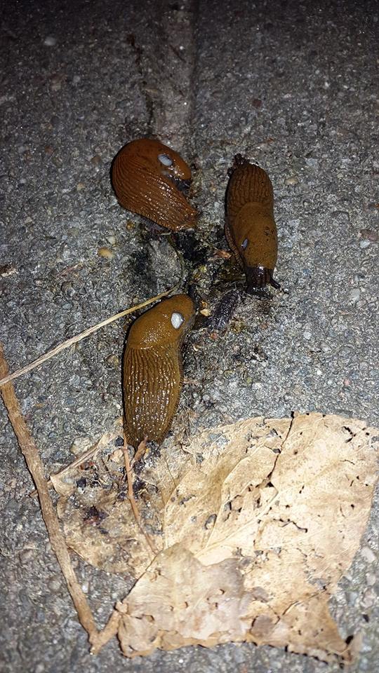 20150911 Uit ONDA met slakkengang kort verhaal