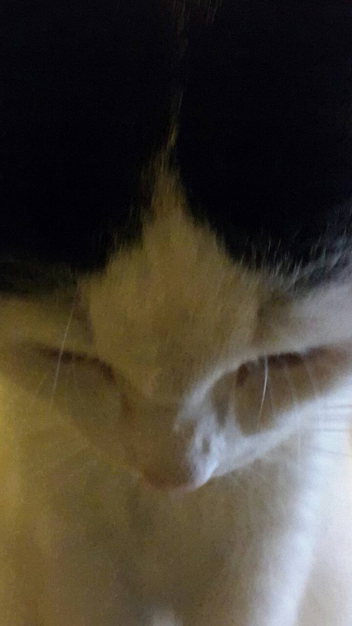 20151026 Feline pacemaker for a restless heart