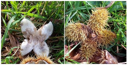 20151101 Herfstvlinders