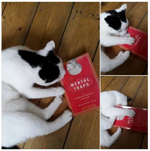 20151109 How cats deal with mental traps