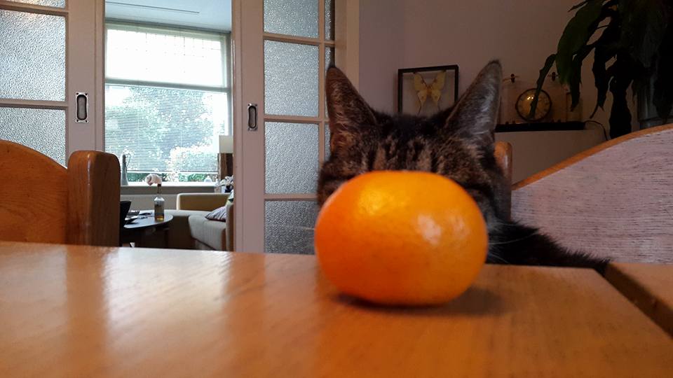 20151110 Let's play hide and seek