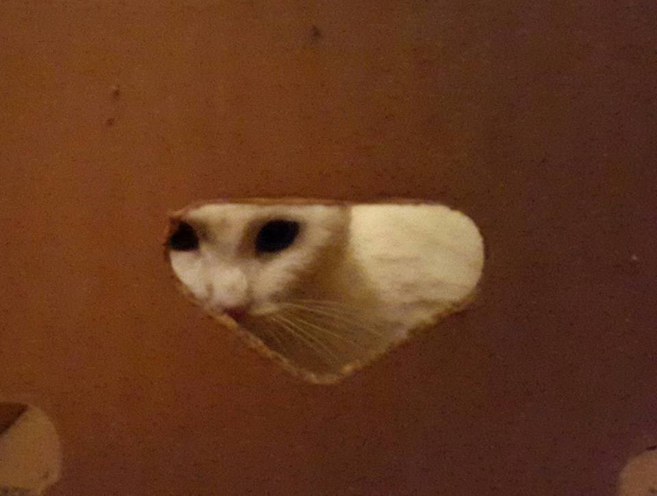 20151121 Schrödinger did what