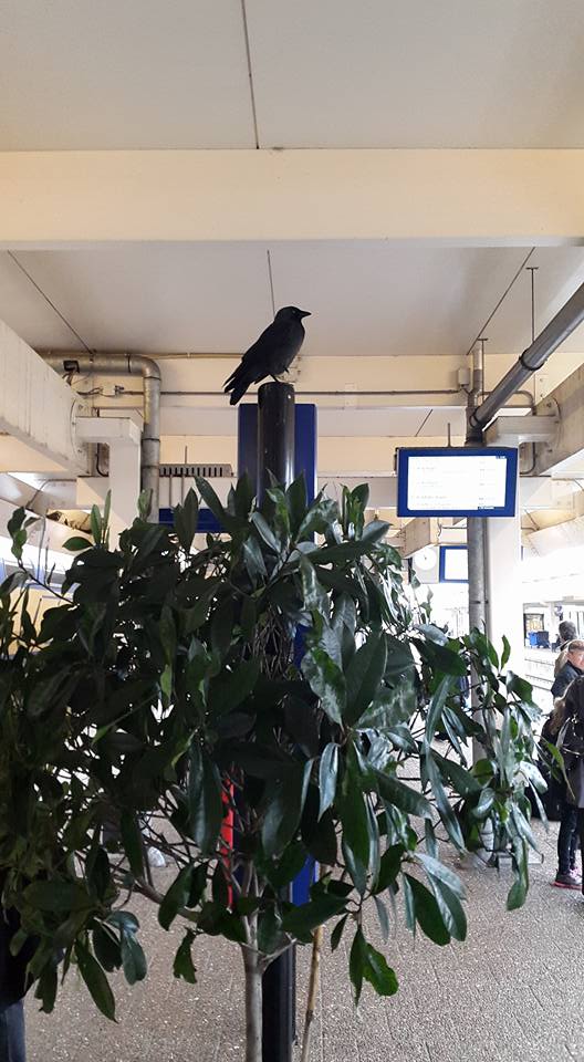 20151221 Christmas tree be like