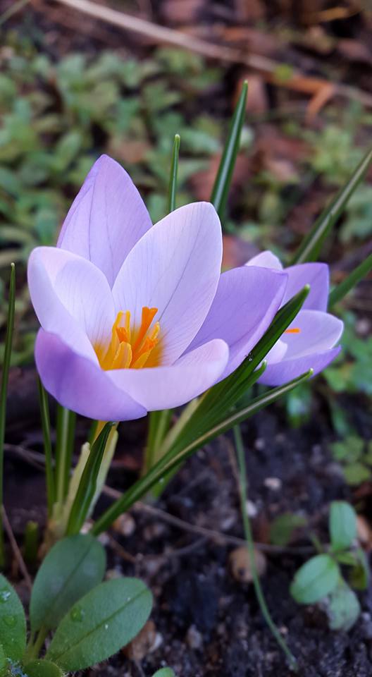 20160125 Idiot-proof gardening