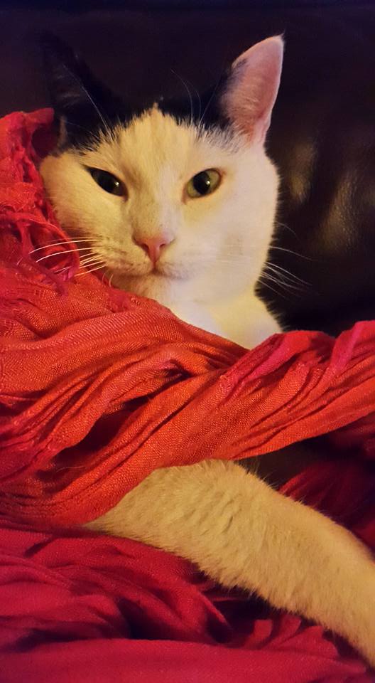 20160128 Broes of Arabia