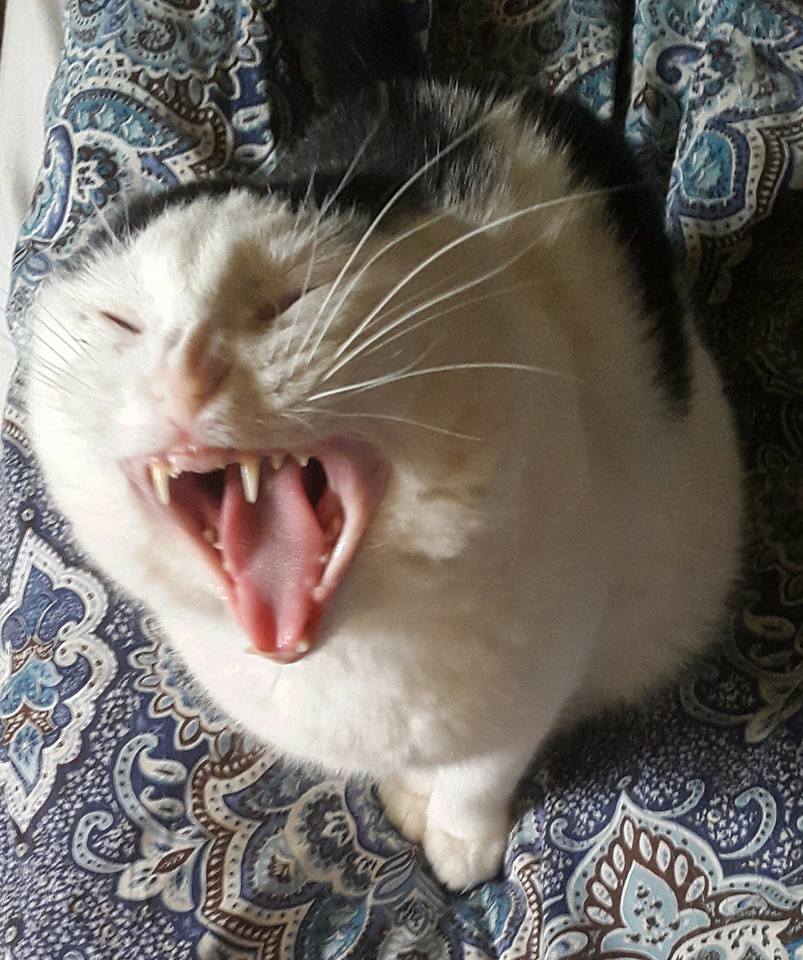 201600309 Waaaaaaaaake up mooooootherfuckers