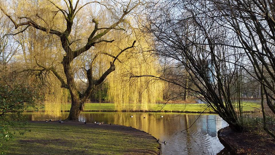 20160306 Golden shower