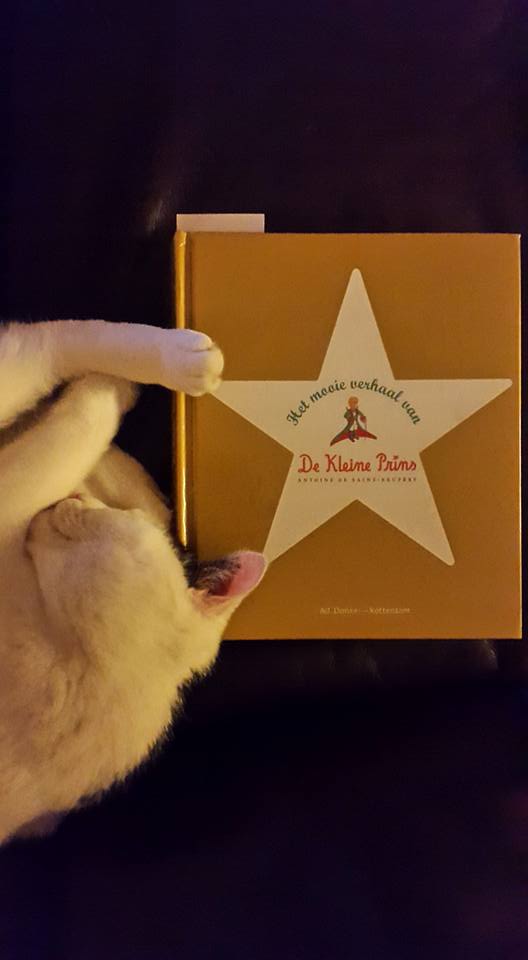 20160322 Haar droomprins