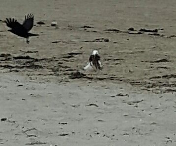 20160424 Hipstermeeuw zoekt aardbeienyoghurtje