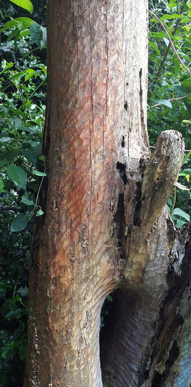 20160629 Bomo erectus