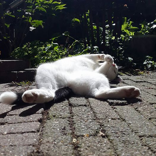 20160817 Cat in heat