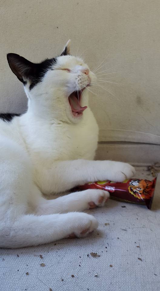 20160818 Broes versus lion