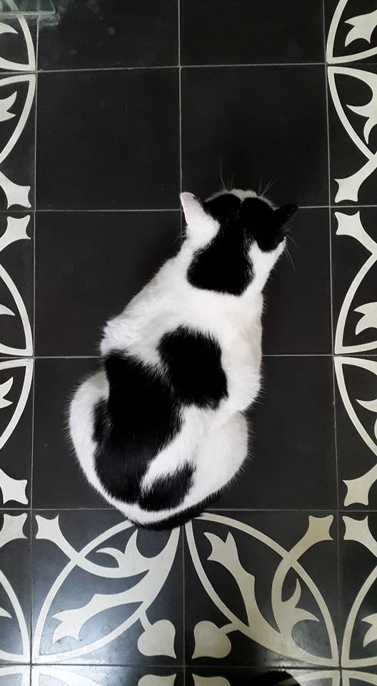 20160831 Camouflagepak